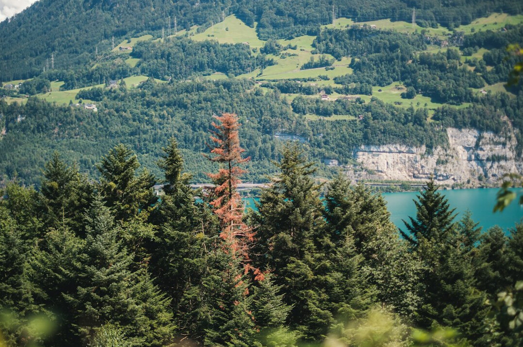 forest deforestation switzerland